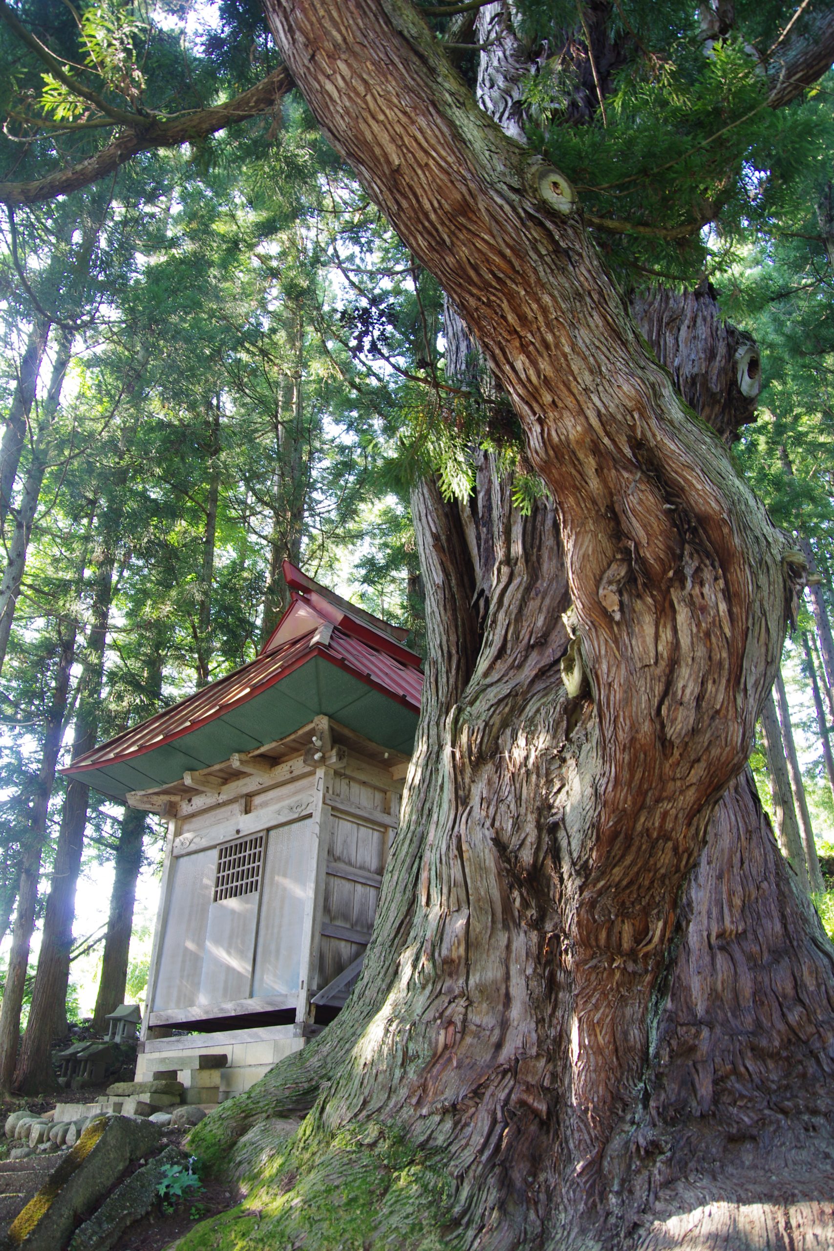 白山社の大杉